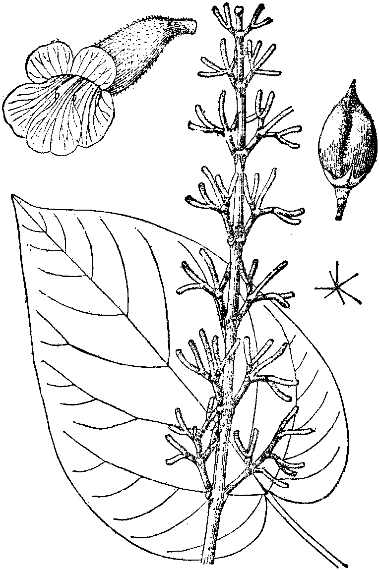 1.兰考泡桐